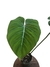 Philodendron gloriosum G - comprar online