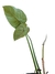 Philodendron gloriosum G - Folhas Raras