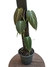 Philodendron melanochrysum M