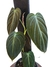 Philodendron melanochrysum M - comprar online