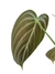 Philodendron melanochrysum M na internet