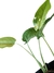 Monstera siltepecana na internet