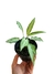 Syngonium 'Ribbon'