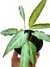 Syngonium 'Ribbon' - comprar online