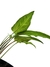 Syngonium 'Ribbon' na internet