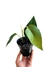 Philodendron squamipetiolatum