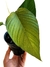 Philodendron squamipetiolatum - comprar online