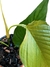 Philodendron squamipetiolatum na internet