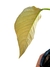Philodendron squamipetiolatum - loja online
