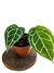 Anthurium crystallinum 'Silver'