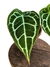 Anthurium crystallinum 'Silver' - comprar online