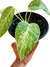 Philodendron giganteum 'variegata' - comprar online