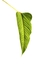 Anthurium offolterianum na internet