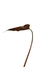 Anthurium offolterianum - Folhas Raras