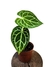 Anthurium crystallinum X magnificum G