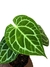 Anthurium crystallinum X magnificum G - comprar online