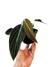 Philodendron gigas M