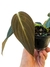 Philodendron gigas M - comprar online