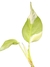 Rhaphidophora tetrasperma 'Variegata' P - loja online