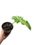 Philodendron 'Lime Fiddle' na internet