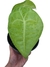 Anthurium kollmani - comprar online