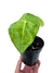 Anthurium kollmani - Folhas Raras