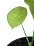 Anthurium kollmani na internet