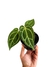 Anthurium crystallinum X magnificum P