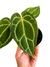 Anthurium crystallinum X magnificum P - comprar online