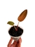 Philodendron 'Summer Glory' baby