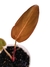 Philodendron 'Summer Glory' baby na internet