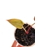 Philodendron 'Summer Glory' baby - Folhas Raras