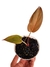 Philodendron 'Summer Glory' baby - comprar online