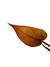 Philodendron 'Summer Glory' baby - loja online