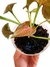 Syngonium 'Orm Nak' - comprar online