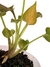 Syngonium 'Orm Nak' na internet