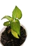 Syngonium 'Orm Manee' - comprar online