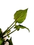 Syngonium 'Orm Manee' - Folhas Raras