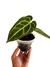 Anthurium 'Zara' x 'Michelle'