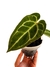 Anthurium 'Zara' x 'Michelle' - comprar online