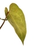 Anthurium 'Zara' x 'Michelle' na internet