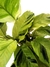 Calathea 'Yellow Fusion' - comprar online