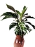 Calathea 'White Fusion'