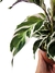 Calathea 'White Fusion' - comprar online