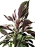 Calathea 'White Fusion' na internet