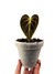 Philodendron rubrijuvenile 'El Choco Red' Baby