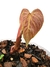 Philodendron rubrijuvenile 'El Choco Red' Baby - comprar online