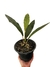 Anthurium cf. hookeri 'Black Dragon' G