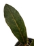 Anthurium cf. hookeri 'Black Dragon' G - comprar online