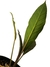 Anthurium cf. hookeri 'Black Dragon' G na internet